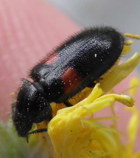 coleottero nero con macchie rosse: Divales bipustulatus